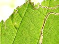 Stigmella microtheriella